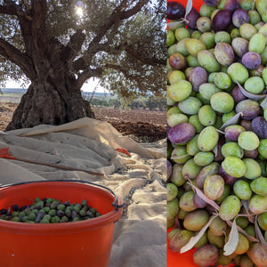 Olive harvesting at home